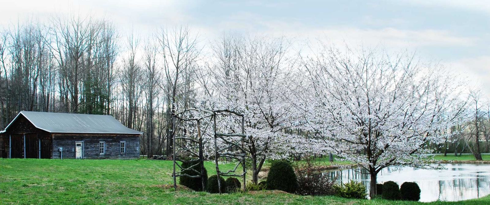 The barn and pond below flowering trees
